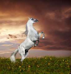 Obraz na płótnie Canvas rey hodowli koni arabskich
