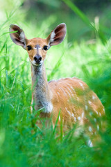 Bushbuck Deer