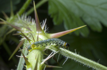 caterpillar crawling over spiky branch