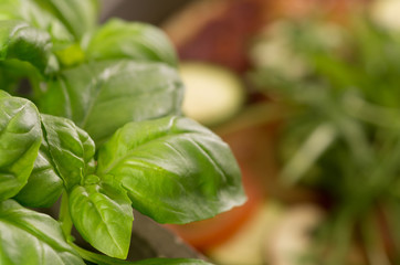 Fresh Basil