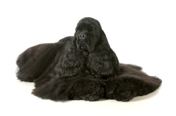 cocker spaniel