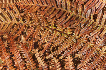 Bracken