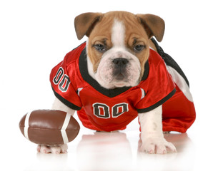football dog
