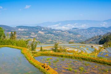 terraced rice field landscape