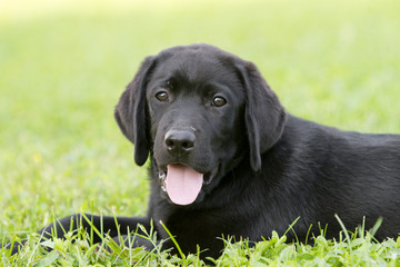 portrait of a labrador puppy