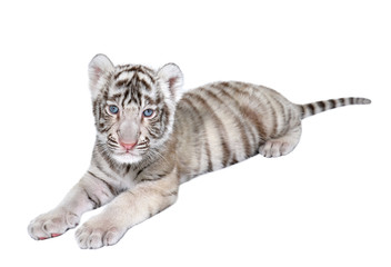 baby white tiger © anankkml