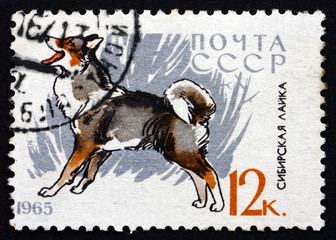 Postage stamp Russia 1965 Siberian Husky, Breed of Dog
