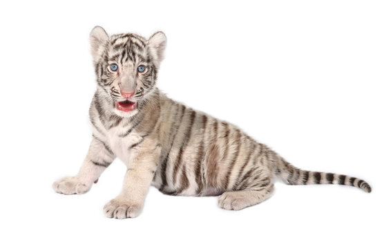 baby white tiger
