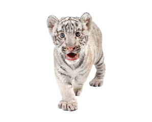 Fototapeta premium baby white tiger