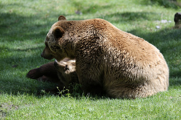 Braunbärmutter mit Jungtier