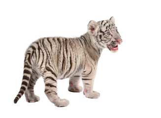 Obraz premium mały biały tygrys