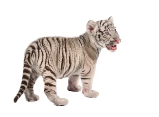 Crédence de cuisine en verre imprimé Tigre bébé tigre blanc