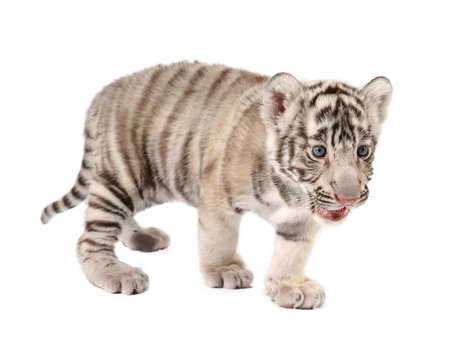 baby white tiger