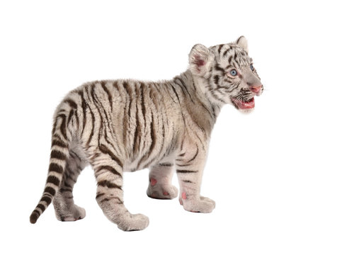 Fototapeta baby white tiger