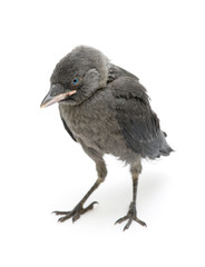 jackdaws nestling on a white background close-up