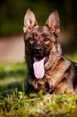 german shepherd dog portrait