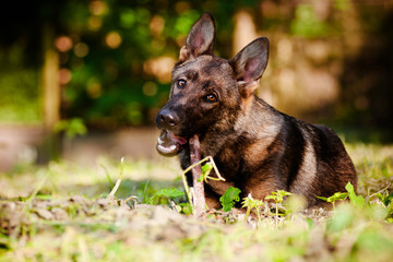 german shepherd dog plays with a stick