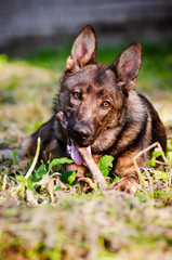 german shepher dog