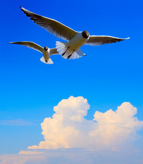 Naklejki  Sztuka latający ptak na tle błękitnego nieba