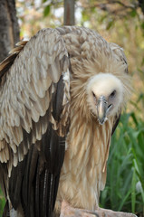 Fototapeta premium Himalayan Griffon