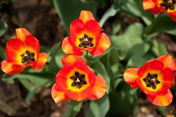 Tulips