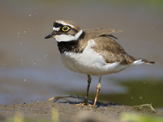 Little Ringed Plover - Charadrius dubius