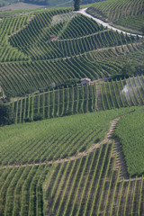 Fototapeta premium Langhe, Piemonte, Italia