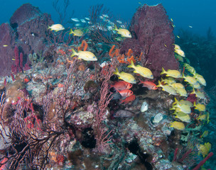 Fototapeta na wymiar Fish on a reef in Florida