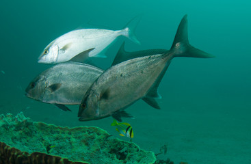 Fish on a reef in Florida