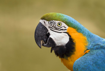 Portrait of a beautiful macaw parrot