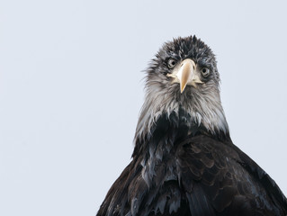 A large beak and sharp eyes