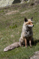 Naklejka premium portrait of a fox