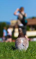 Piccione curioso e fotografo