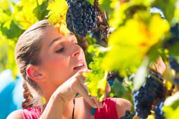 Winegrower picking grapes at harvest time