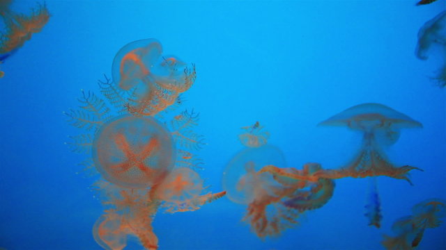 group of red jellyfish