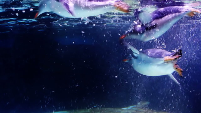 Penguins swim in an aquarium
