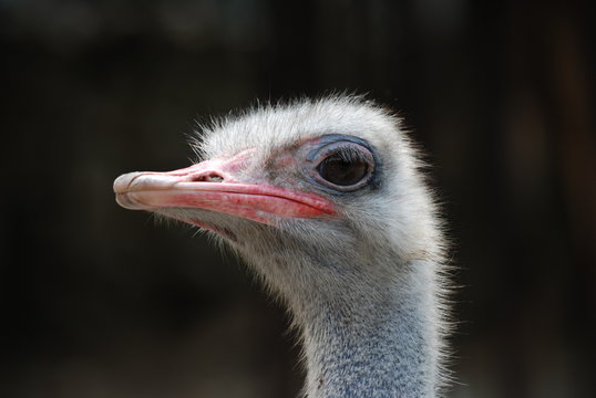 close up of ostrich
