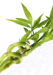 bamboo isolated on white background