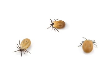 Tick