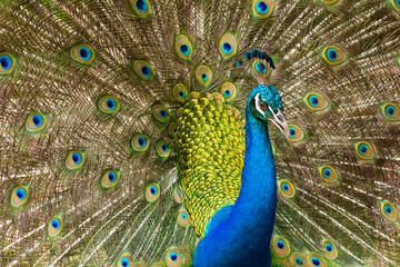 Fototapeta na wymiar Portrait of Peacock with Feathers