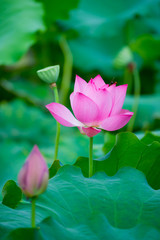 Obraz premium beautiful lotus