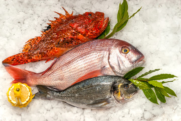 Seafood on ice at the fish market