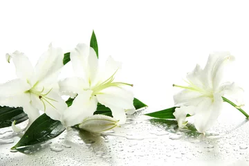 Fototapete Wasserlilien Schöne Lilie, isoliert auf weiß