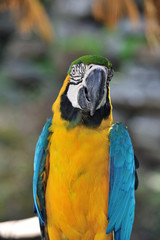 ルリコンゴウインコ