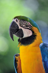 Fototapeta premium ルリコンゴウインコ