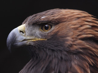 Golden Eagle Side View (Aquila chrysaetos)