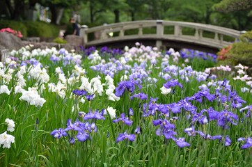 花菖蒲