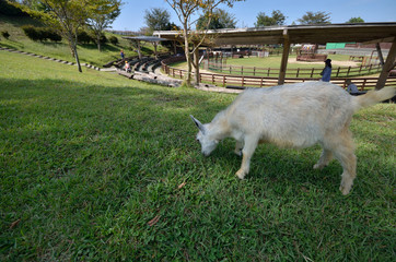 ヤギのポートレート