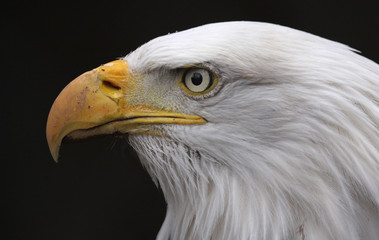 Fototapeta premium Bald Eagle Side View (Haliaeetus leucocephalus)