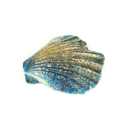 Colorful seashell isolated on white